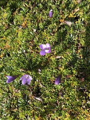 Gentianella cerastioides