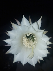 Echinopsis oxygona