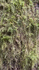 Pseudisothecium stoloniferum