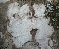 Lecanora caesiorubella