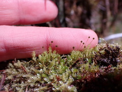 Aulacomnium androgynum