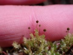 Aulacomnium androgynum