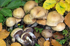 Thaxterogaster subpurpurascens