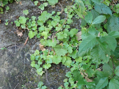 Boykinia occidentalis