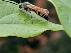Xanthocampsomeris limosa