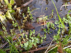 Hypericum anagalloides