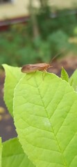Trichoptera