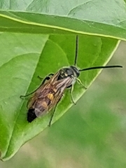 Xanthocampsomeris limosa