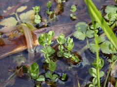 Hypericum anagalloides