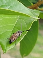 Xanthocampsomeris limosa