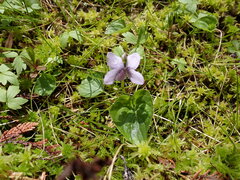 Viola palustris