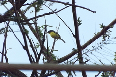 Todirostrum cinereum