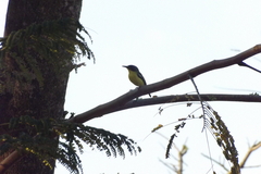 Todirostrum cinereum