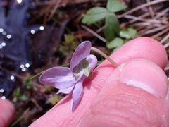 Viola palustris