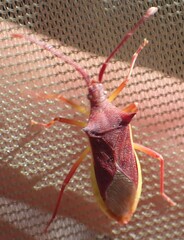 Gonocerus insidiator