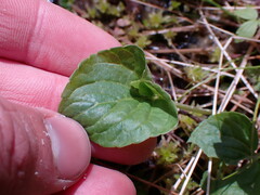 Viola palustris