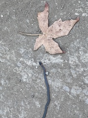 Diadophis punctatus vandenburgii