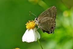 Deudorix epijarbas menesicles