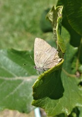 Callophrys xami xami