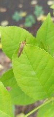 Trichoptera