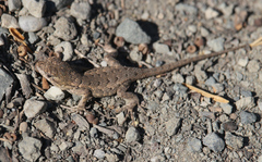 Sceloporus occidentalis bocourtii