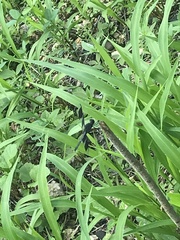 Erythrodiplax funerea