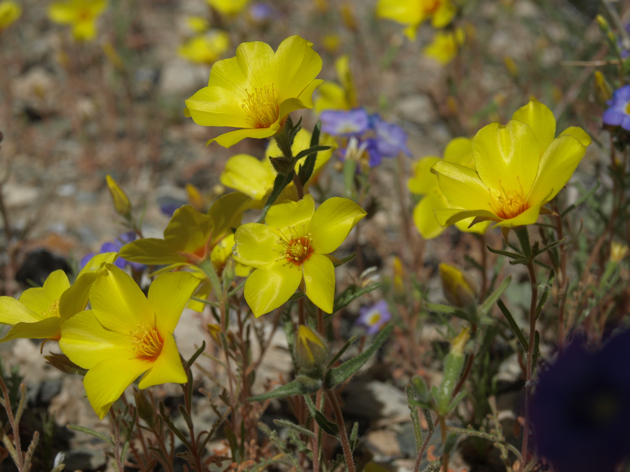 Mentzelia nitens
