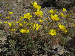 Mentzelia nitens