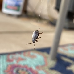 Otiorhynchus rugosostriatus