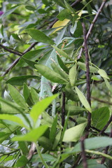 Polychrus gutturosus