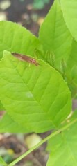 Trichoptera