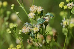 Chlorochroa