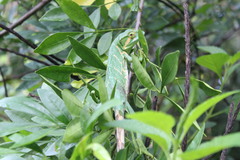 Polychrus gutturosus