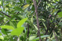 Polychrus gutturosus