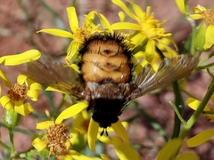 Paradejeania rutilioides