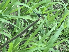 Erythrodiplax funerea