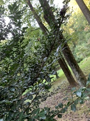 Ilex crenata