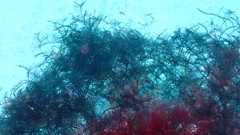 Macrorhynchia clarkei