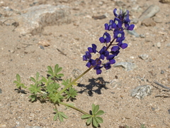 Lupinus odoratus