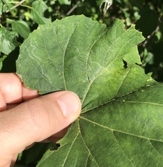 Phyllocnistis vitegenella