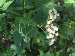 Liriomyza eupatoriella