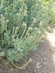 Heliotropium curassavicum