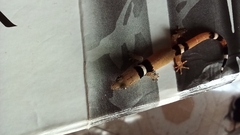 Sphaerodactylus glaucus