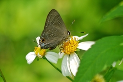 Deudorix epijarbas menesicles