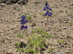 Lupinus odoratus