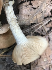 Desarmillaria caespitosa image