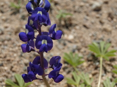 Lupinus odoratus