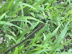 Erythrodiplax funerea