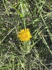 Grindelia ciliata