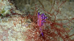 Coryphellina arveloi